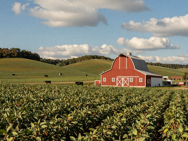 Missouri countryside with soybean fields, Ozark hills, and cattle grazing near a classic red barn under blue skies