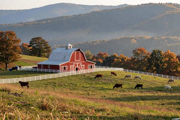Small family farm on an Appalachian hillside in West Virginia with cattle grazing and misty mountain ridges behind