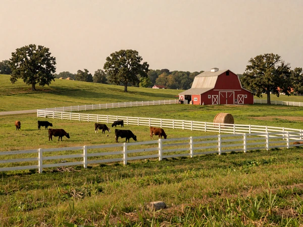 Tennessee rolling green farmland with cattle grazing behind white fences and a classic red barn under warm afternoon light